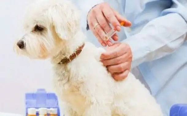 Dhlpp Vaccine Dog Dhlpp Vaccine Dog