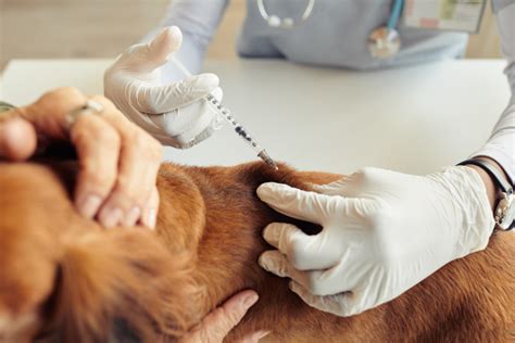 5 Leptospirosis Vaccine Tips 5 Leptospirosis Vaccine Tips