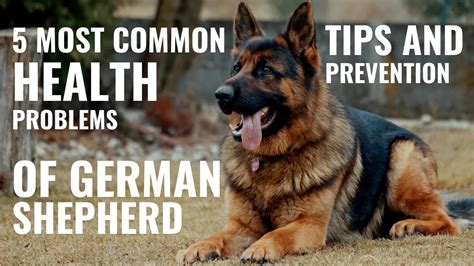 Main Health Concerns With German Shepherds