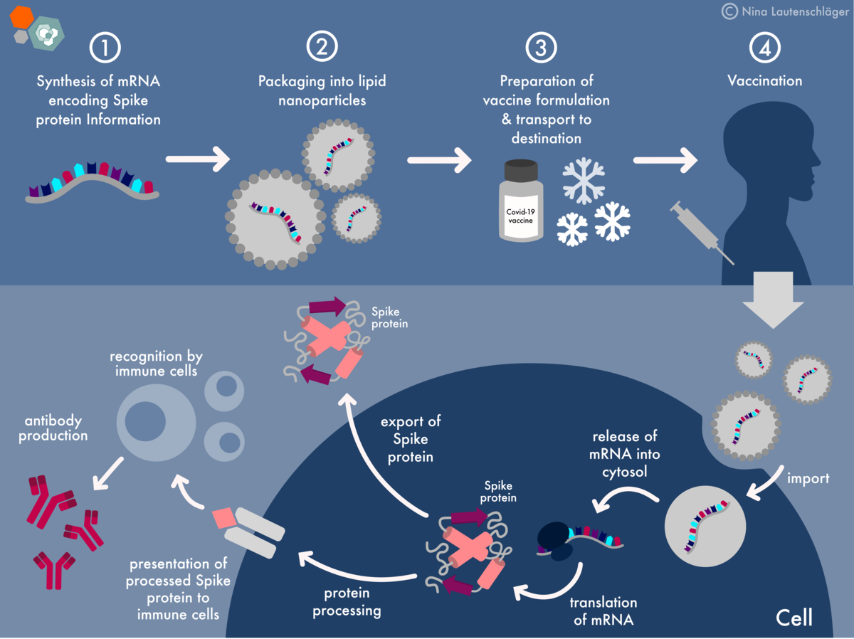 Mrna Covid 19 Vaccines Facts Vs Fiction Max Planck Phdnet Mrna Covid 19 Vaccines Facts Vs Fiction Max Planck Phdnet