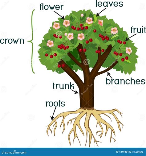 Part Of A Branch Part Of A Branch