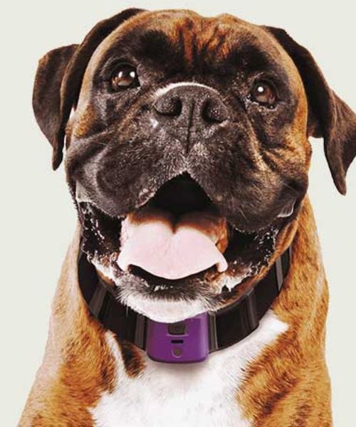 Smart Pet Health Monitor